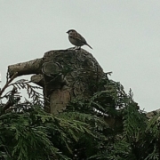 Bird on a tree