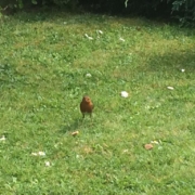 Robin in a garden