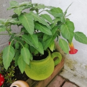 Green plant in a pot