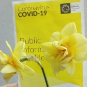 Daffodils and COVID-19 booklet