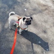 Pug dog on a leash