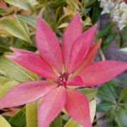 Pinky red plant