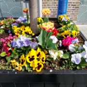 Planter with selection of colourful flowers