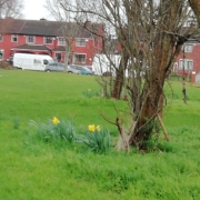 Trees with some daffodils growing in a green area next to a housing estate