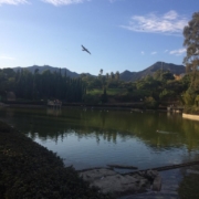 Hawk flying over lake with blue sky in the backgrounf