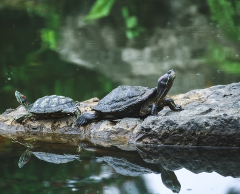 Terrapins.