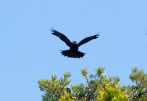 Bird Flying