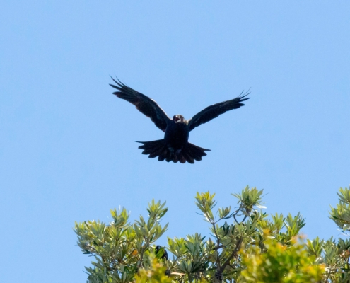 Bird Flying