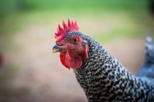 Hen