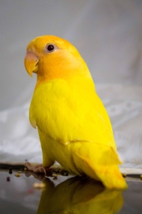 Yellow Bird