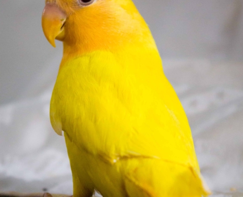 Yellow Bird