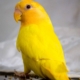 Yellow Bird