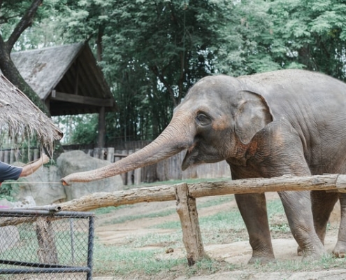 Dublin Zoo.